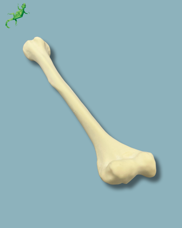 Humerus / Addi-CAN - Ref 15-03-02 - Image 8