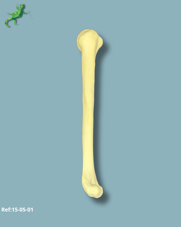 Humerus / Addi-CORT with intramedullar canal - Ref 15-05-01 - Image 3