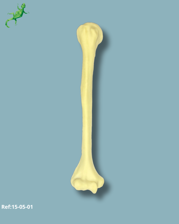 Humerus / Addi-CORT with intramedullar canal - Ref 15-05-01 - Image 2