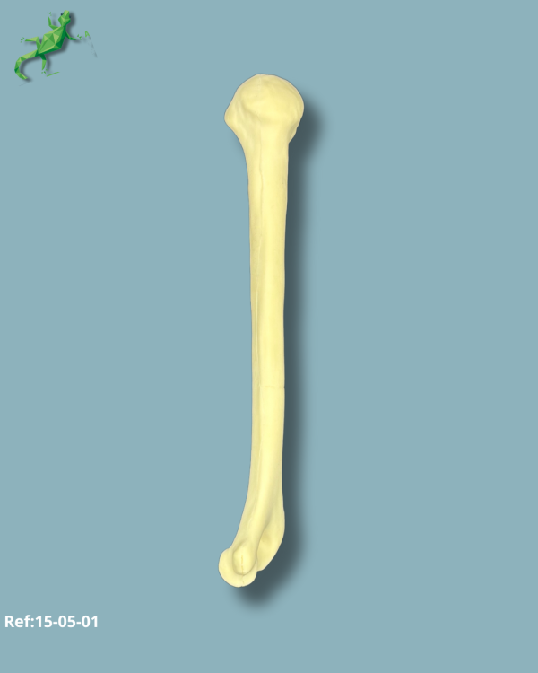 Humerus / Addi-CORT with intramedullar canal - Ref 15-05-01 - Image 4