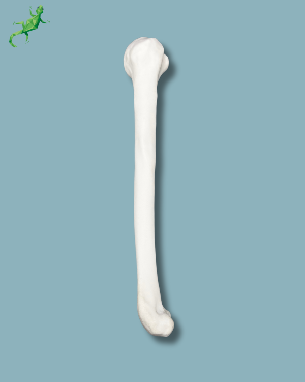 Humerus / Addi-CORT+ - Ref 15-02-02 - Image 4