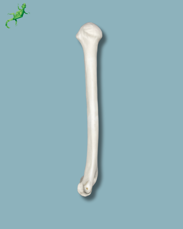 Humerus / Addi-CORT+ - Ref 15-02-02 - Image 2