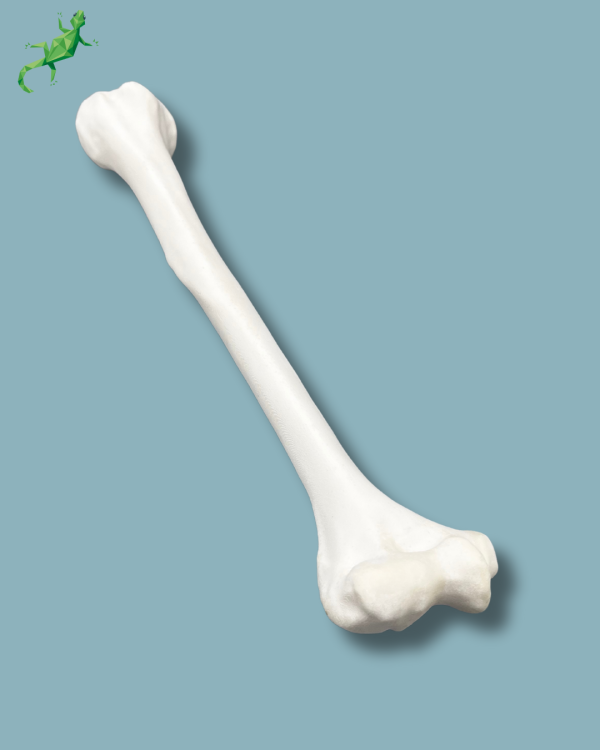 Humerus / Addi-CORT+ - Ref 15-02-02 - Image 7