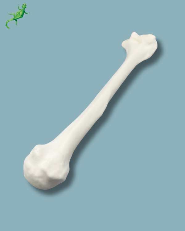 Humerus / Addi-CORT+ - Ref 15-02-02 - Image 8
