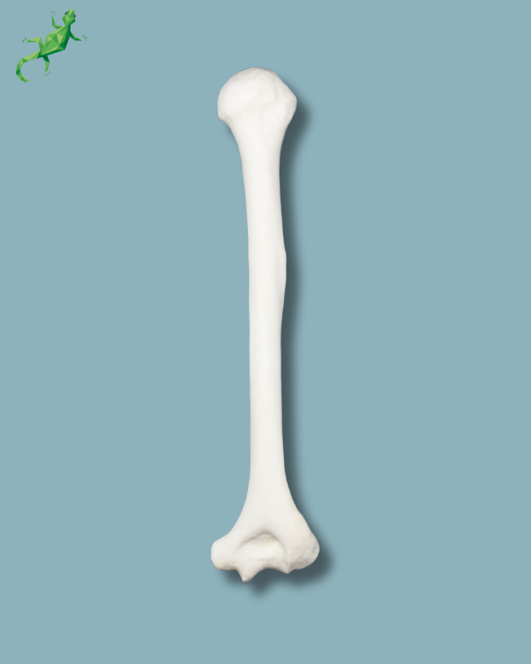 Humerus / Addi-CORT+ - Ref 15-02-02 - Image 3