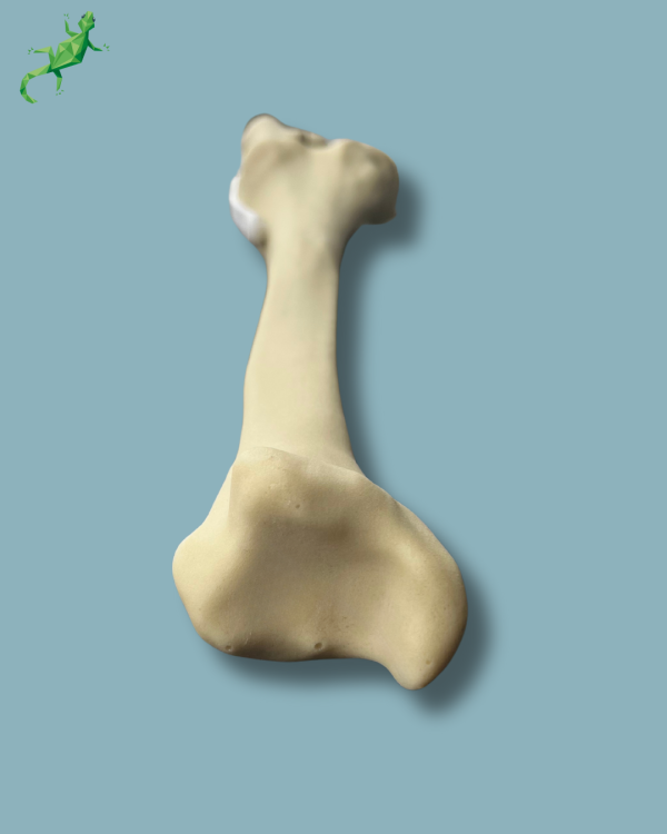 Knee / Medium / Left / Addi-CAN - Ref 04-01-02 - Image 9