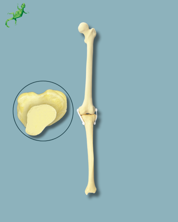 Knee / Medium / Left / Addi-CAN - Ref 04-01-02