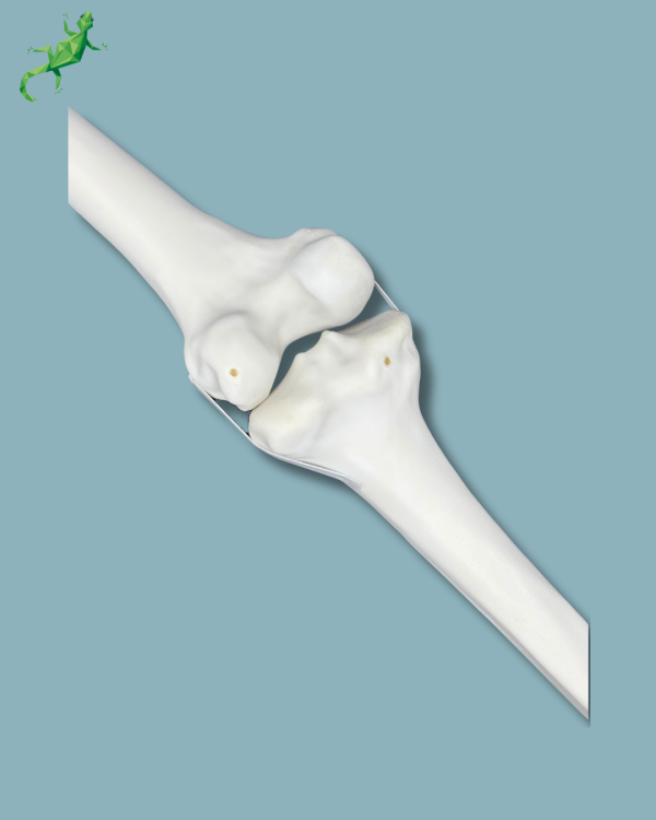 Knee / Medium / Left / Addi-CORT+ - Ref 04-02-02 - Image 6