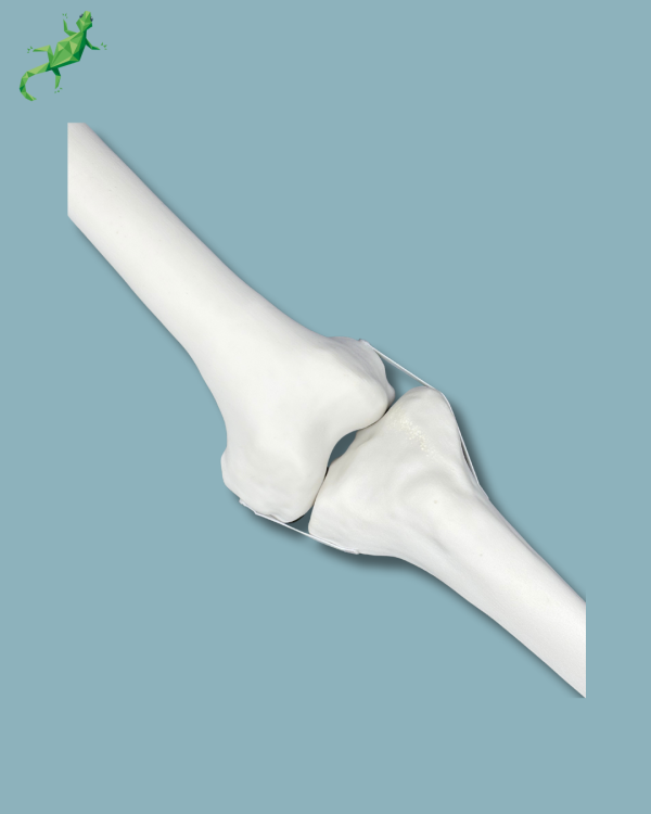 Knee / Medium / Left / Addi-CORT+ - Ref 04-02-02 - Image 4