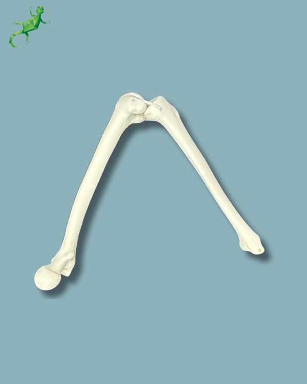 Knee / Medium / Left / Addi-CORT+ - Ref 04-02-02 - Image 2