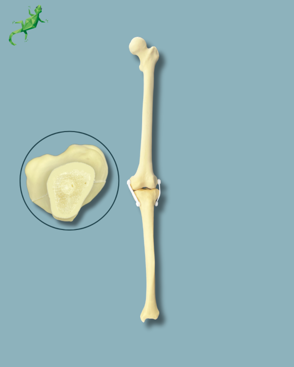 Knee / Medium / Left / Addi-CORT - Ref 04-03-02
