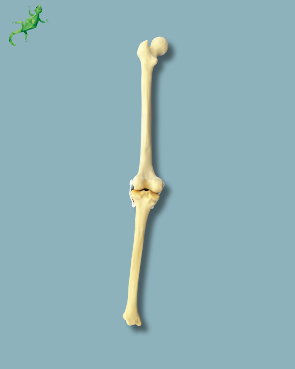 Knee / Medium / Left / Addi-CORT with intramedullar canal - Ref 04-04-02 - Image 2