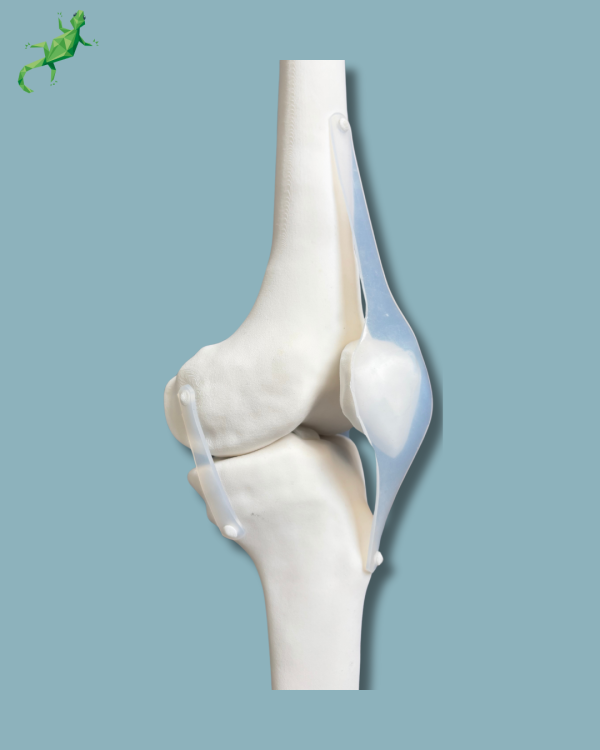 Knee / Medium / Left / Addi-CORT+ Addi-SOFT - Ref 04-12-02 - Image 7