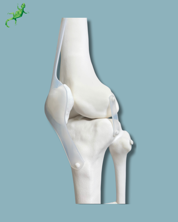 Knee / Medium / Left / Addi-CORT+ Addi-SOFT - Ref 04-12-02 - Image 6