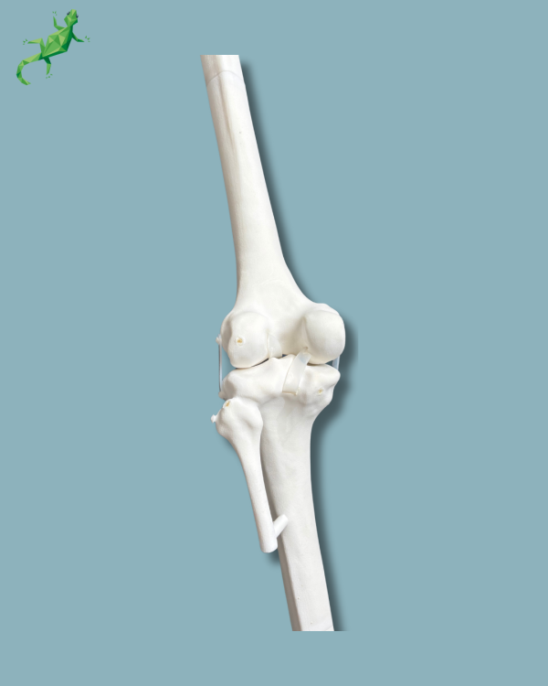 Knee / Medium / Left / Addi-CORT+ Addi-SOFT - Ref 04-12-02 - Image 5