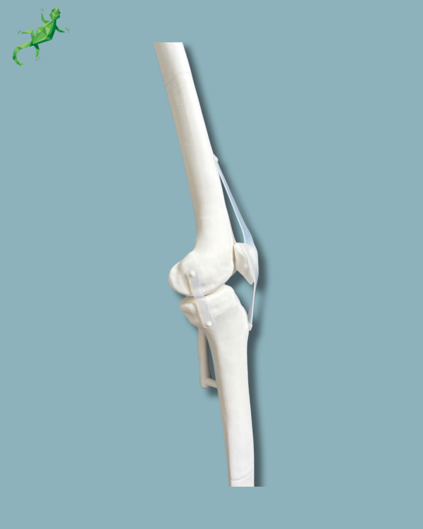 Knee / Medium / Left / Addi-CORT+ Addi-SOFT - Ref 04-12-02 - Image 4