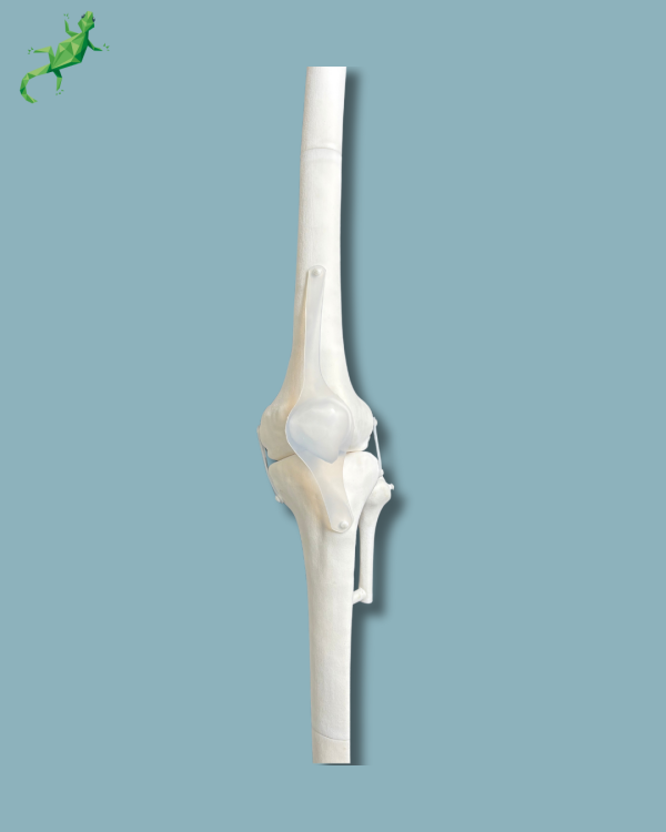 Knee / Medium / Left / Addi-CORT+ Addi-SOFT - Ref 04-12-02 - Image 2