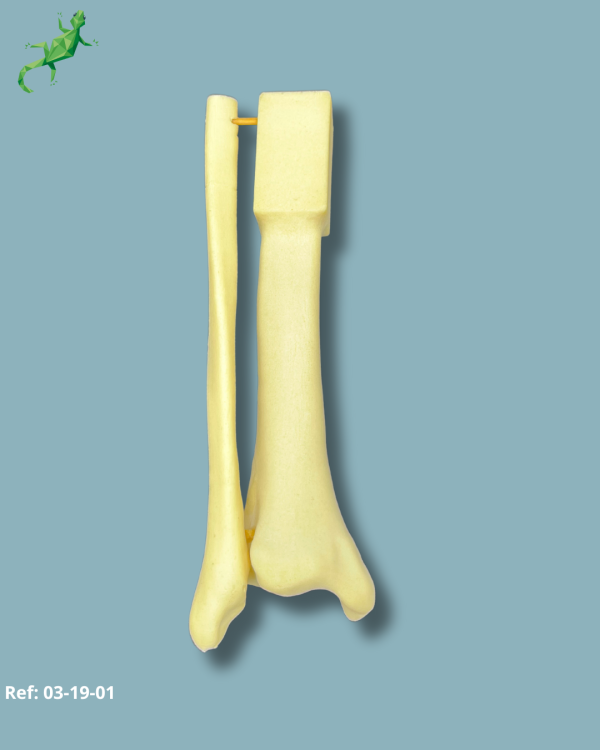 Mi-Tibia et Fibula / Moyen / Gauche / Addi-CAN - Ref 03-19-01 – Image 4