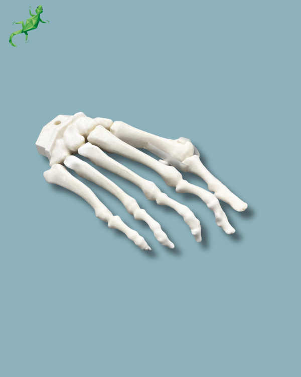Avant-Pied droit avec malformation - Ref 01-15-02 – Image 2