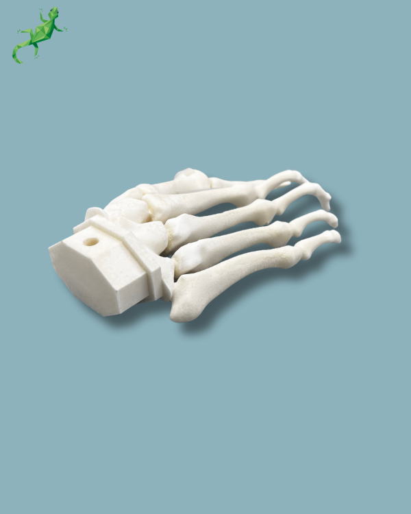 Avant-Pied droit avec malformation - Ref 01-15-02 – Image 8