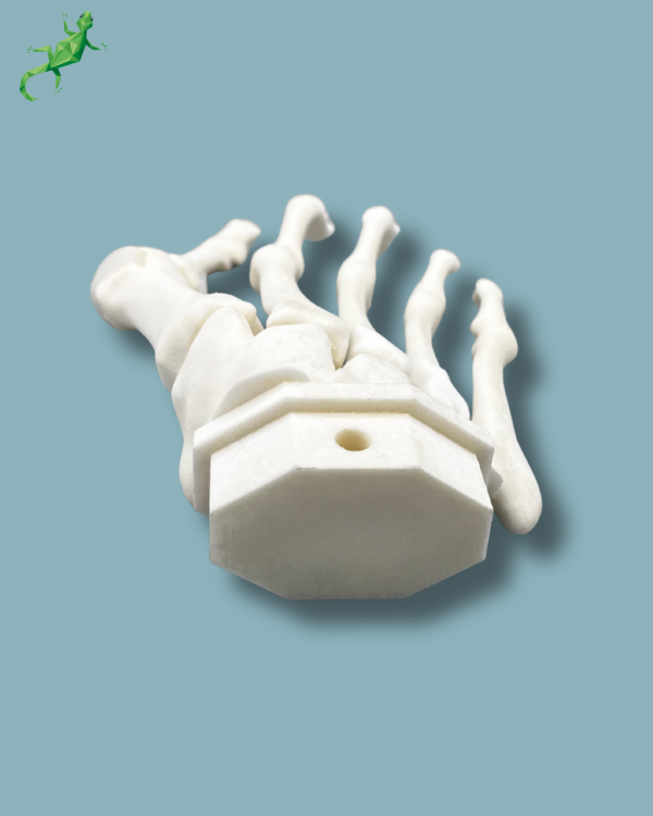 Avant-Pied droit avec malformation - Ref 01-15-02 – Image 7