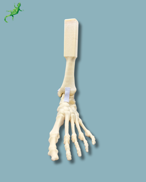 Foot and mid-tibia, left, Addi-CORT - Ref 02-16-02 - Image 5