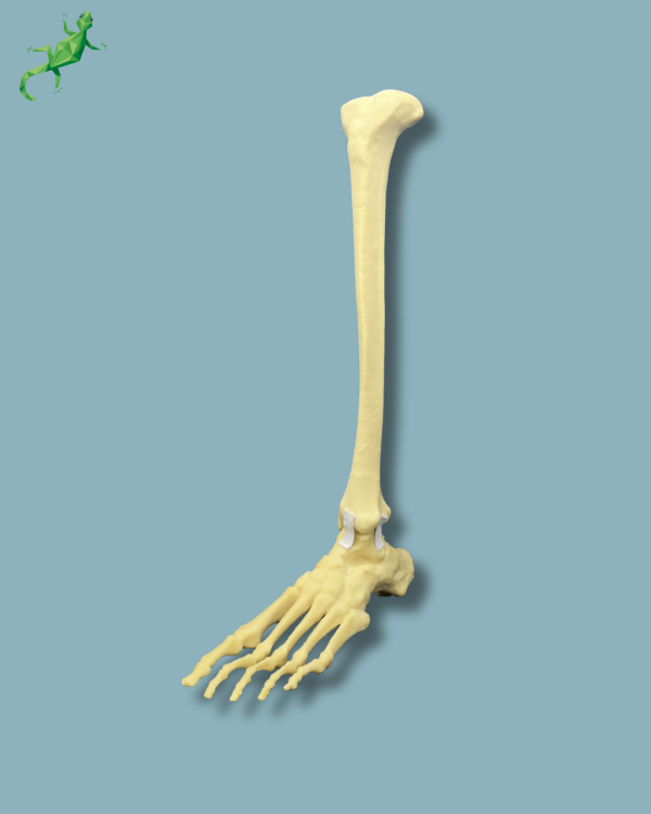 Pied-Cheville et Tibia / Moyen / Gauche / Addi-CORT - Ref 02-18-02 – Image 4