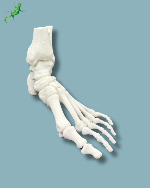 Foot / Left / Addi CORT+ - Ref 02-33-01 - Image 7