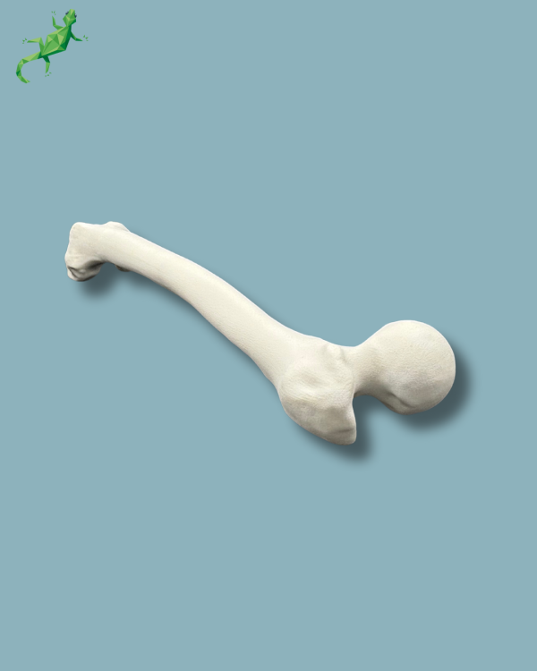 Femur / Medium / Left / Addi CORT+ - Ref 05-02-02 - Image 8