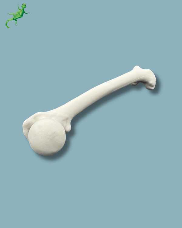 Femur / Medium / Left / Addi CORT+ - Ref 05-02-02 - Image 7