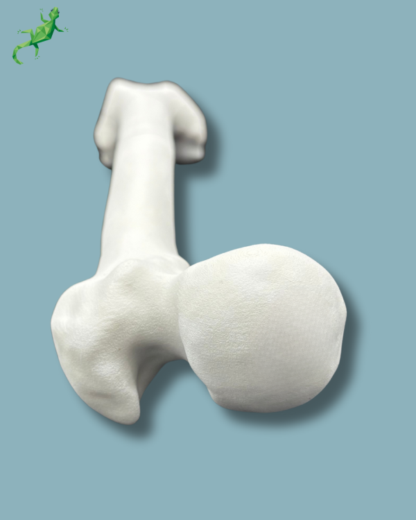 Femur / Medium / Left / Addi CORT+ - Ref 05-02-02 - Image 6