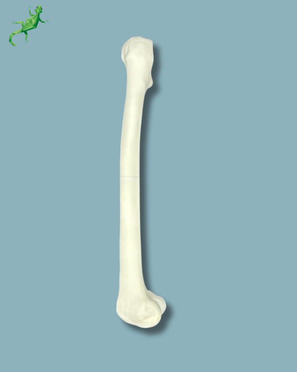 Femur / Medium / Left / Addi CORT+ - Ref 05-02-02 - Image 4
