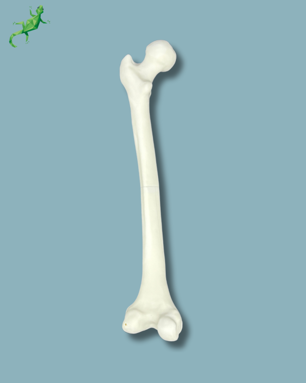 Femur / Medium / Left / Addi CORT+ - Ref 05-02-02 - Image 3