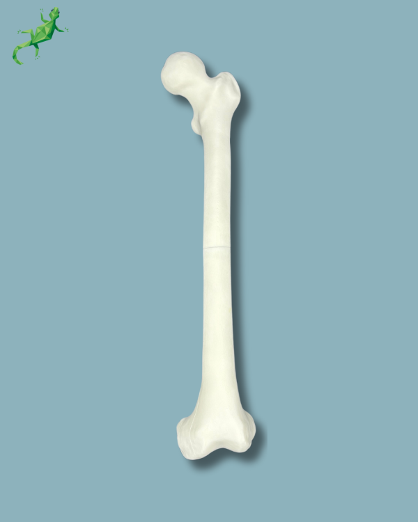 Femur Visuel / Moyen / Gauche / Plastique solide - Ref 05-01-01