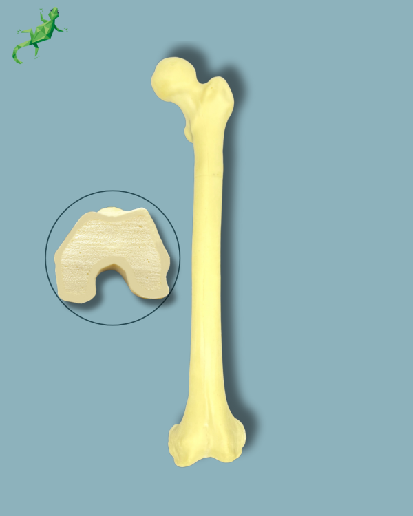 Femur / Medium / Addi-CORT - Ref 05-04-01