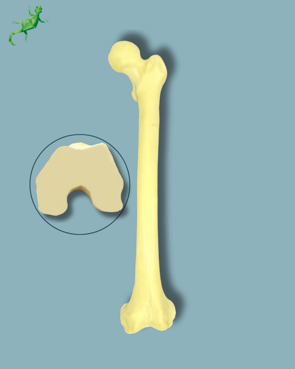 Femur / Moyen / Addi-CAN - Ref 05-03-01