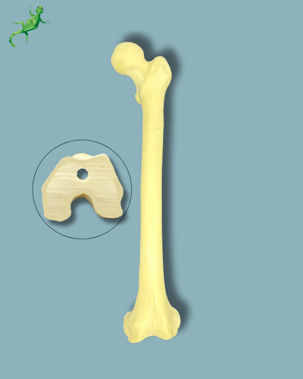 Femur / Medium / Addi-CORT with intramedullar canal - Ref 05-05-01