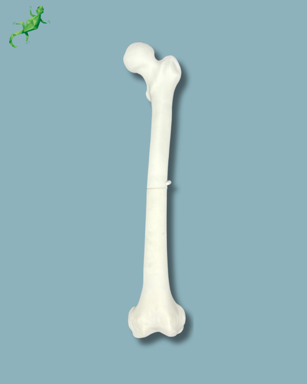 Pack Femur / Moyen / Gauche / Addi-CORT+ Addi-ARC - Ref 05-08-02 – Image 5