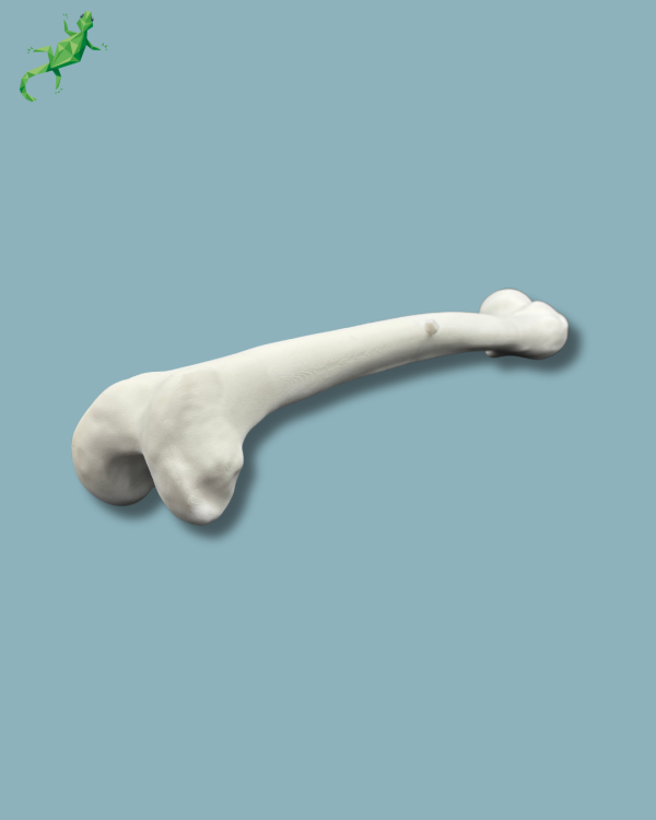 Pack Femur / Moyen / Gauche / Addi-CORT+ Addi-ARC - Ref 05-08-02 – Image 7