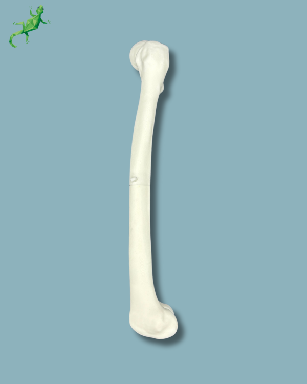 Pack Femur / Moyen / Gauche / Addi-CORT+ Addi-ARC - Ref 05-08-02 – Image 4
