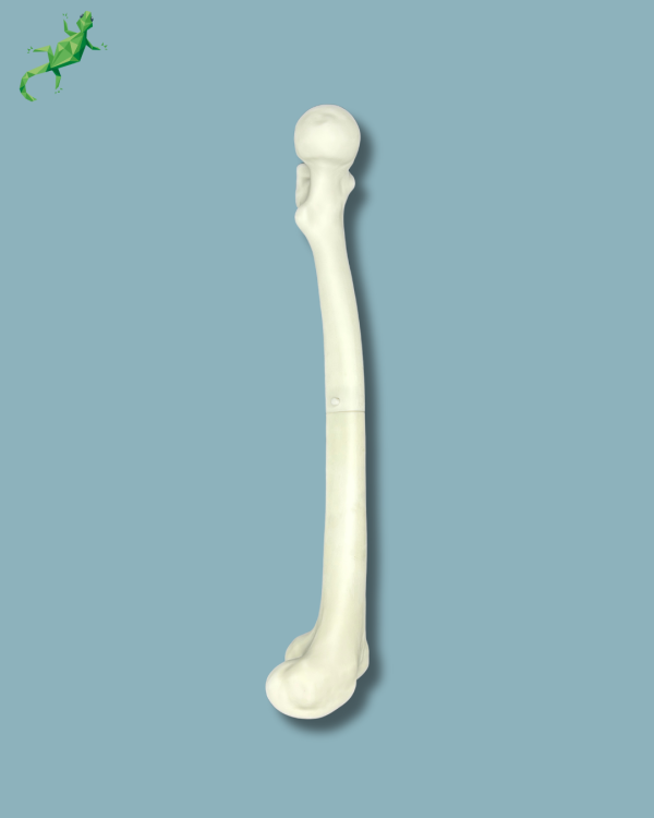 Pack Femur / Moyen / Gauche / Addi-CORT+ Addi-ARC - Ref 05-08-02 – Image 6