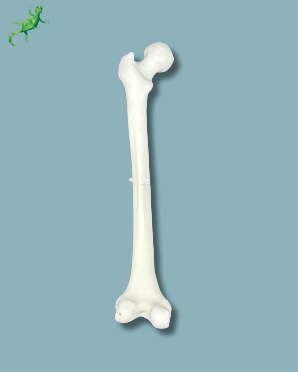 Pack Femur / Moyen / Gauche / Addi-CORT+ Addi-ARC - Ref 05-08-02 – Image 3