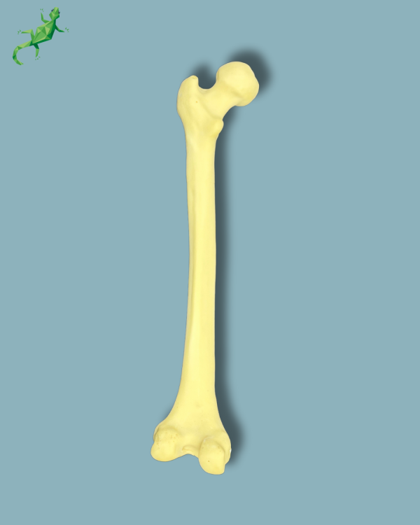 Femur / Medium / Addi-CORT with intramedullar canal - Ref 05-05-01 - Image 3
