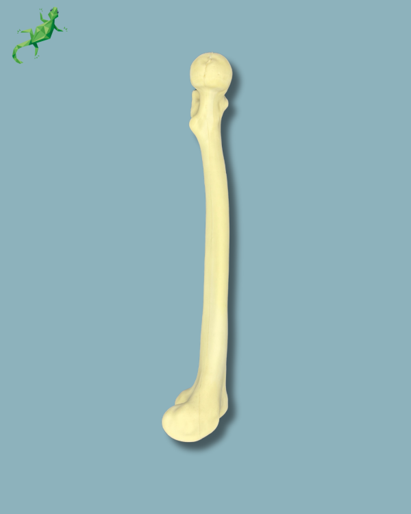 Femur / Medium / Addi-CORT with intramedullar canal - Ref 05-05-01 - Image 2