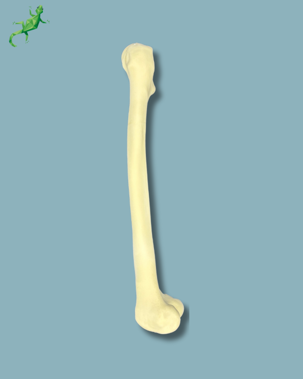 Femur / Medium / Addi-CORT with intramedullar canal - Ref 05-05-01 - Image 4