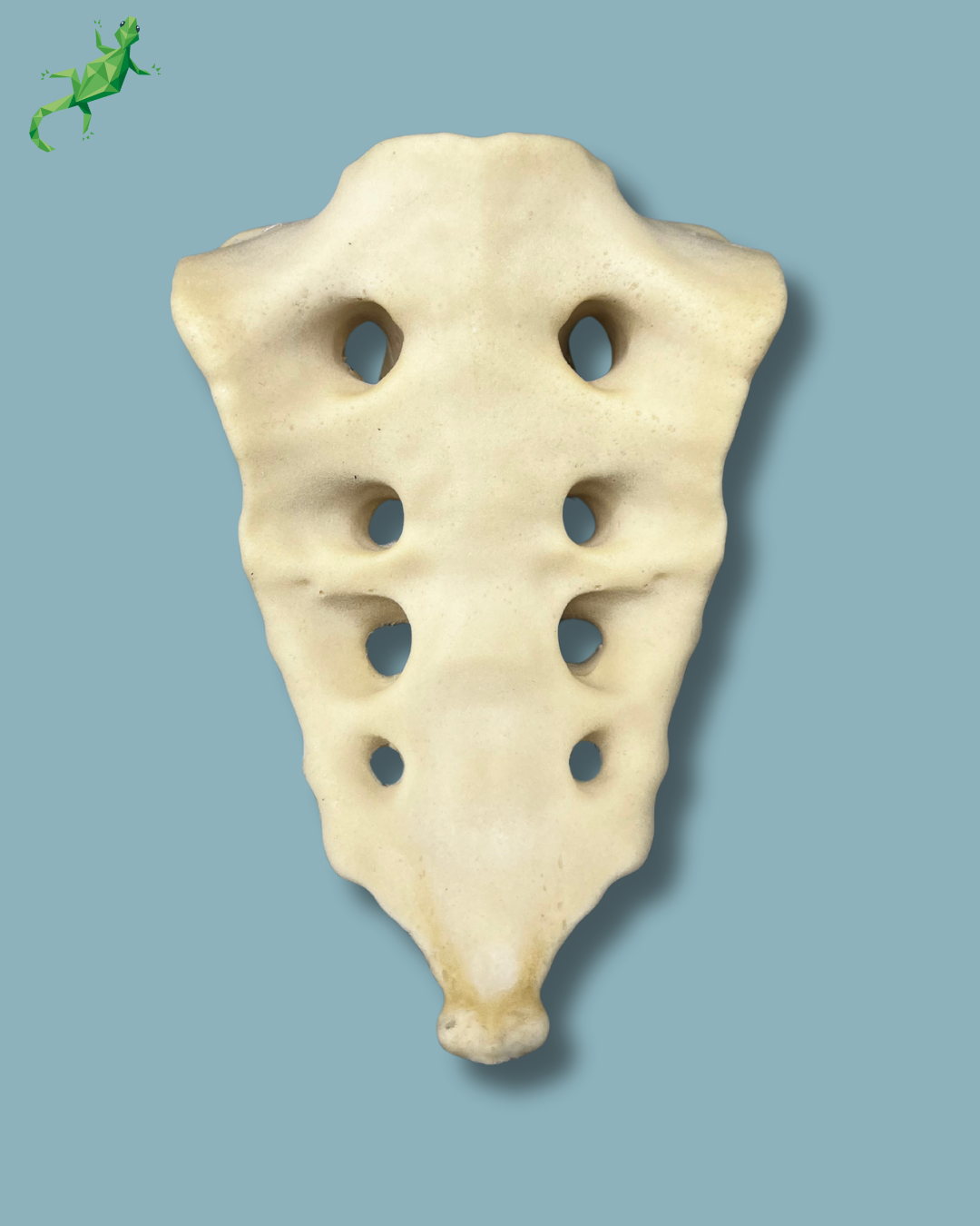Sacrum / Addi-CAN – Ref 07-03-02