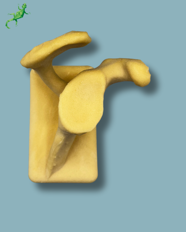 Scapula / Right / Addi-CAN Addi-CLAMP - Ref 17-01-02