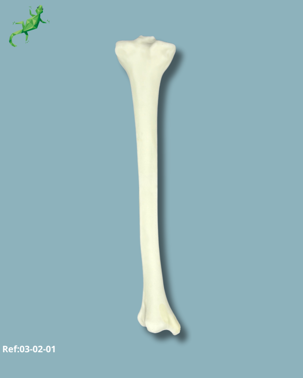 Tibia / Medium / Left / Addi-CORT+ - Ref 03-02-01 - Image 2