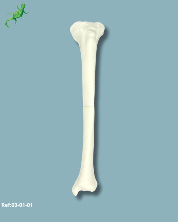 Tibia Visual / Medium / Left / Solid plastic - Ref 03-01-01