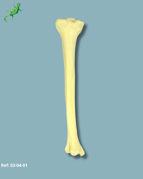 Tibia / Moyen / Gauche / Addi-CORT - Ref 03-04-01 – Image 2